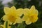 Daffodils, the flowers symbolizing friendship