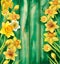 Daffodils flowers on the wooden background