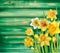 Daffodils flowers on the wooden background