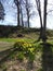 Daffodils in the Forest