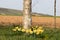 Daffodils forming a crown around a tree