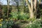 Daffodils in garden woodland area on sunny day