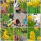 Daffodils and gardening