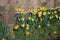 Daffodils in grass roadside verge, spring