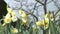 Daffodils in a grave yard in England