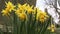 Daffodils in a grave yard in England