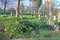 Daffodils in a graveyard