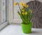 Daffodils in a green pot on the balcony window