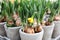 Daffodils grow from bulbs in the flowerpots.