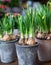Daffodils grow from bulbs in the flowerpots in spring