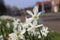 Daffodils that grow colorfully on the streets in Nieuwerkerk aan den IJssel during the spring in public green