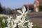 Daffodils that grow colorfully on the streets in Nieuwerkerk aan den IJssel during the spring in public green