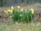 Daffodils grow in the open field