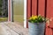 Daffodils growning in a zincbucket on stairs