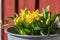 Daffodils growning in a zincbucket on stairs