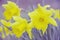 Daffodils heads on blurred violet background