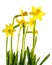 Daffodils on isolated background