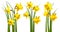 Daffodils isolated on white