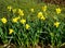 Daffodils Latin name Narcissus February Gold