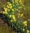 Daffodils Latin name Narcissus February Gold