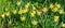 Daffodils of the Marieke variety. Aptekarskiy Ogorod branch of the Botanical Garden of Moscow State University, Moscow