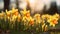 Daffodils in the meadow. Blooming flowers in spring. Selective focus and shallow depth of field. Bokeh background