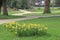 Daffodils and meandering park path
