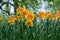 Daffodils with Mondragon Split Crown Narcissus poeticus blossoms in the garden in spring