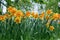 Daffodils with Mondragon Split Crown Narcissus poeticus blossoms in the garden in spring