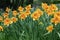 Daffodils with Mondragon Split Crown Narcissus poeticus blossoms in the garden in spring