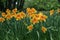 Daffodils with Mondragon Split Crown Narcissus poeticus blossoms in the garden in spring