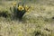 Daffodils with morning dew