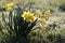 Daffodils with morning dew