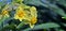 Daffodils in the morning, Narcissus, spring perennial plants