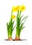 Daffodils (Narcissus)