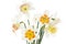 Daffodils (Narcissus pseudonarcissus)