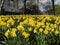Daffodils narcissus  Springtime in Kensington Gardens