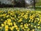 Daffodils narcissus  in Springtime at Kensington Gardens London