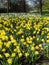 Daffodils narcissus  in Springtime at Kensington Gardens London