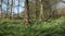 Daffodils, narcissus, in a woodland area