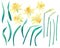 Daffodils or narcissus. Yellow flowers and leaves. Big collection. Watercolor hand drawn illustration. Isolated on white