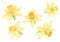 Daffodils or narcissus. Yellow flowers. Watercolor hand drawn illustration. Isolated on white background