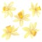 Daffodils or narcissus. Yellow flowers. Watercolor hand drawn illustration. Isolated on white background