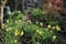 Daffodils and path garden woodland area in spring