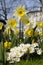 Daffodils and primulas in a park in Central London