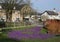 Daffodils and purple croci, Garstang Lancashire