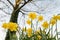 Daffodils seen from below looking up to a tree and sky in early springtime