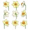 Daffodils separate flowers color variation for coloring page on white