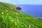 Daffodils and sheep in green fields along the coast of Ireland, Dingle peninsula, County Kerry