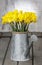 Daffodils in silver watering can